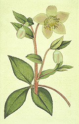 Livid hellebore: Click here for full photo caption.