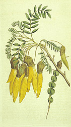 Wing-podded sophora: Click here for full photo caption.