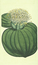 Prickly-leaved massonia: Click here for full photo caption.