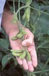 Pods of Moon Cake vegetable soybean: Click here for full photo caption.