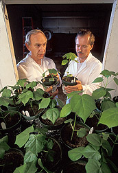 Plant psychologist and professor examine light on cotton shoots: Click here for full photo caption.