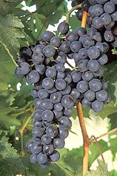 Grapes: Click here for full photo caption.
