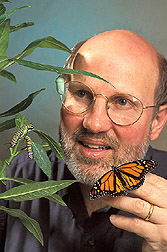 Entomologist conducts research on monarch butterflies: Click here for full photo caption.