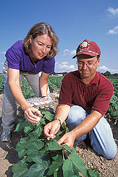 Technician and entomologist collect bollworm caterpillars from a field of Bt cotton: Click here for full photo caption. 
