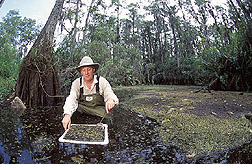 Entomologist collects samples of common salvinia: Click here for full photo caption.