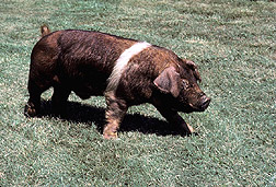 Pig: Click here for photo caption.