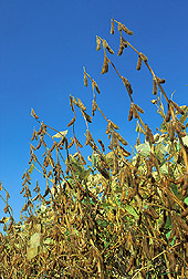Soybeans: Click here for full photo caption.