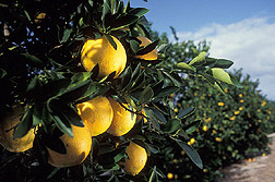 Washington navel oranges: Click here for full photo caption.