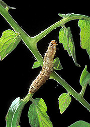 Cotton bollworm: Click here for full photo caption.