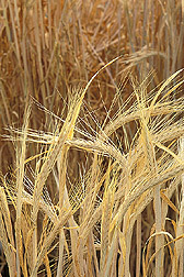 Barley: Click here for full photo caption.