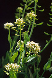 Alpine pennycress: Click here for full photo caption.