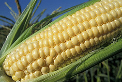Corn: Click here for photo caption.