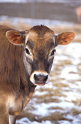 Dairy cow: Click here for full photo caption.