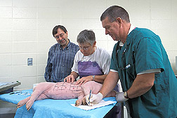 Professor and technician perform an allergy test on pig as ARS plant molecular biologist observes: Click here for full photo caption.