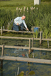 Soil scientist collects bottom sediments from a constructed wetland: Click here for full photo caption.