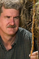 Soil scientist observes plastic replica of a worm's burrow: Click here for full photo caption.