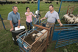 Animal scientist, visiting scientist, and technician weigh a sheep: Click here for full photo caption.