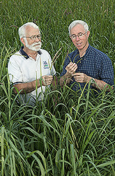 Soil scientist and plant physiologist examine gamagrass in an experimental field: Click here for full photo caption.