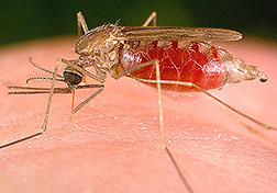 Anopheles freeborni mosquito: Click here for photo caption.