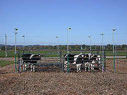 Dairy heifers in experimental corrals on cornfields: Click here for full photo caption.