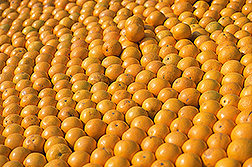 Oranges: Click here for photo caption.
