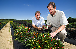Geneticists evaluate one of their multicolored experimental lines of peppers: Click here for full photo caption.