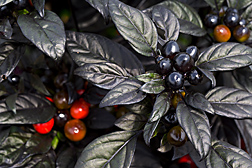 The All-America Selection winner Black Pearl is the latest cultivar to be developed and released by ARS scientists: Click here for full photo caption.