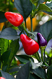An experimental line of beautiful, tasty peppers: Click here for full photo caption.