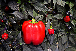 Standard-size bell pepper and miniature bell pepper: Click here for full photo caption.