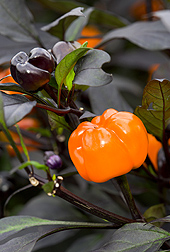 Orange, pumpkin-shaped fruit for seasonal applications as Halloween: Click here for photo caption.