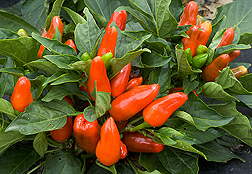 Tangerine Dream—a sweet, edible, ornamental pepper: Click here for photo caption.