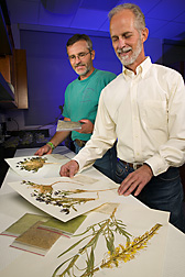 Technician and range scientist examine herbarium specimens of seleniferous plants: Click here for full photo caption. 