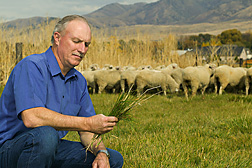 Animal scientist examines a forage sample in preparation for a selenium study in sheep: Click here for full photo caption.