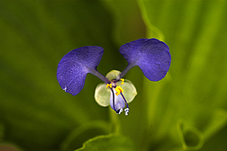 In contrast to its subterranean flowers, tropical spiderwort’s small aerial flowers are colorful and attract insects: Click here for photo caption.