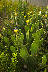 Prickly pear cactus, Opuntia spp.: Click here for full photo caption.