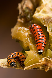 Larvae of the invasive cactus moth, Cactoblastis cactorum: Click here for full photo caption.