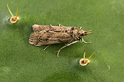 An adult female of the invasive cactus moth resting on a prickly pear cactus pad: Click here for photo caption.