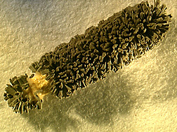 The fungus Metarhizium anisopliae sporulating on a sugar beet root maggot: Click here for photo caption.