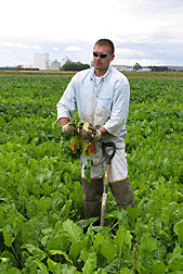 Technician collects sugar beet samples in a field: Click here for full photo caption.