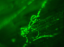 A microscopic image of the beneficial fungus Metarhizium anisopliae exhibiting a fluorescent green protein as it grows on the surface of a young sugar beet root: Click here for full photo caption.