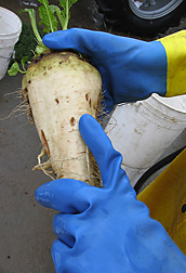 Root maggot damage on a sugar beet root: Click here for photo caption.