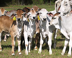 Brahman cattle at the ARS Subtropical Agricultural Research Station in Brooksville, Florida: Click here for full photo caption.