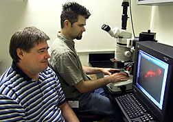 Insect physiologist and technician examine a genetically transformed Indian meal moth caterpillar using fluorescence microscopy: Click here for full photo caption.