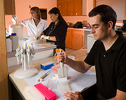 Technician (left) and two postdocs prepare tuber samples for folate and phytonutrient analysis: Click here for full photo caption.