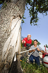 While ARS microbiologist (left) monitors Formosan subterranean termite activity inside a tree with a fiber optic camera, entomologist injects the tree with a foaming fungal biocontrol agent: Click here for full photo caption.