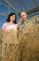 In a greenhouse, molecular biologist and geneticist examine wheats containing a high level of high-molecular-weight glutenin protein, which controls dough elasticity and wheat quality: Click here for full photo caption.