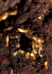 Formosan subterranean termites feed on trees and wood structures: Click here for full photo caption.