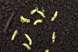 Healthy sugarbeet root maggots (about 1/4 inch long), fat from feeding on and severely damaging a sugar beet root: Click here for full photo caption.