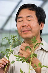 Plant pathologist inspects tomato varieties for resistance to pepino mosaic virus: Click here for full photo caption.