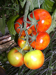 Poor quality fruits with uneven discoloration or flamelike symptoms caused by pepino mosaic virus infection in a commercial tomato greenhouse facility in Texas: Click here for photo caption.